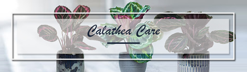 calathea