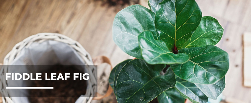 How to care for fiddle leaf fig in India| PlantPik