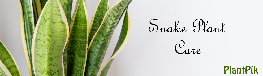 snakeplant