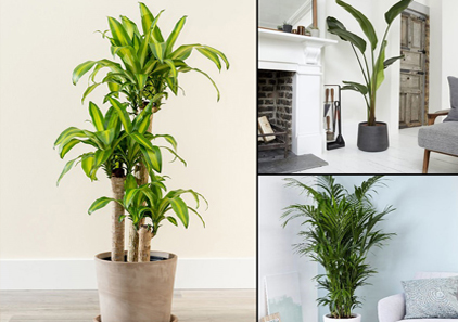 Indoor-plants Blog Category | PlantPik